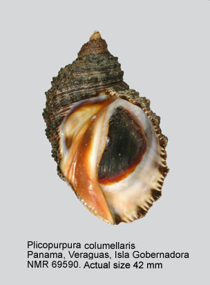 Plicopurpura columellaris (3).jpg - Plicopurpura columellaris(Lamarck,1816)